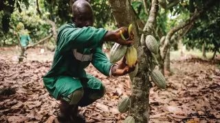 Unlocking More Value from Every Cocoa Pod: Nestlé Pilots Whole-Fruit Chocolate Processing