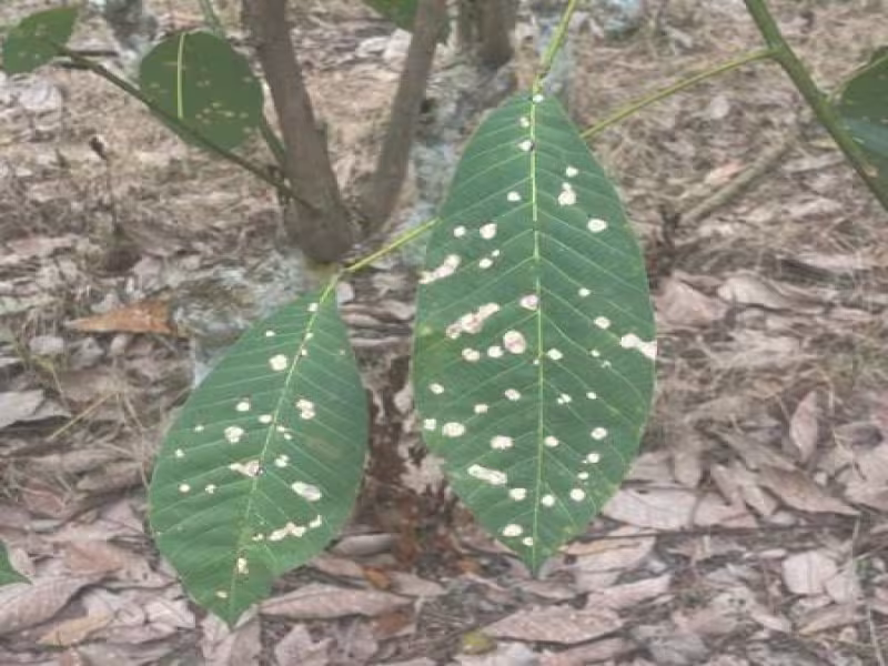 Yokohama Rubber Backs International Initiative to Protect Natural Rubber Supply and Smallholder Livelihoods